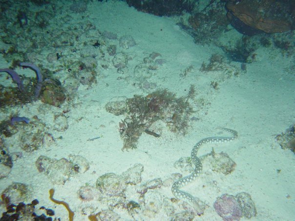 Michael Cochran's album, Underwater Cozumel
