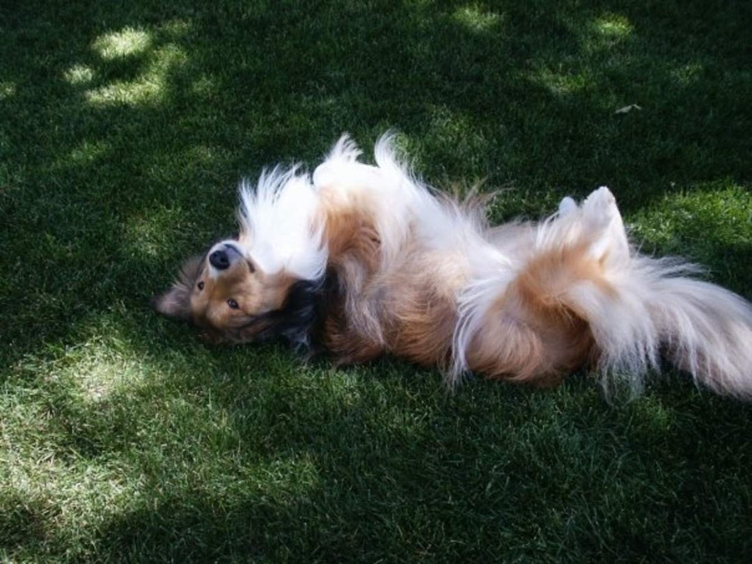 Cathy Sinclair's album, Introducing...... Brody!