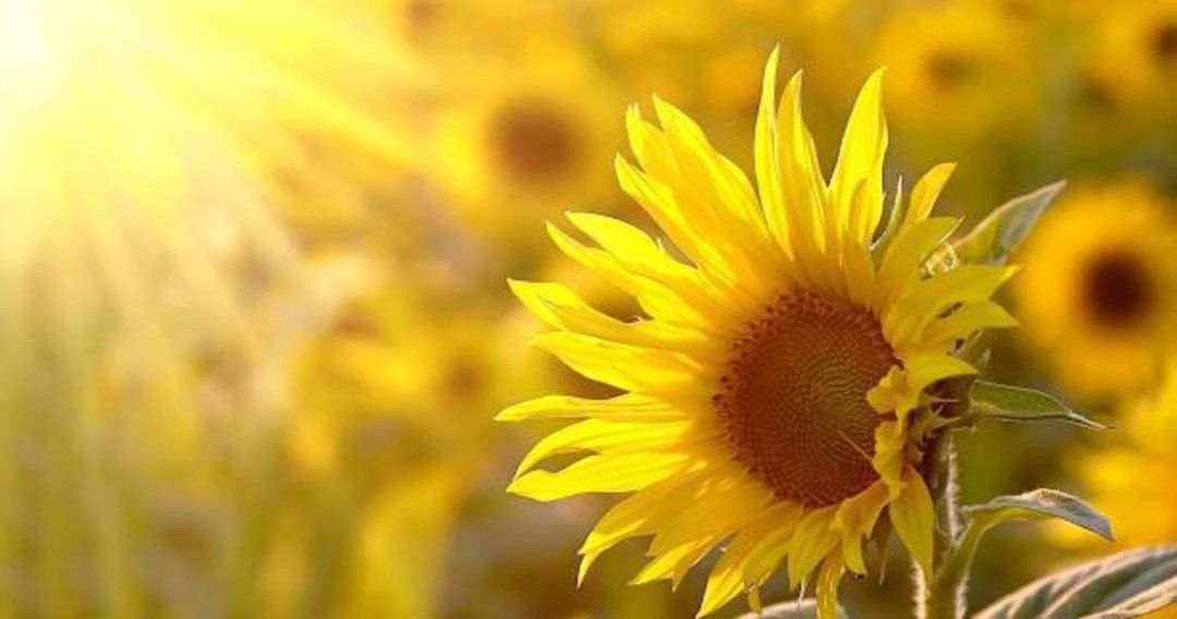 Denise Donardt's album, Cover Photos