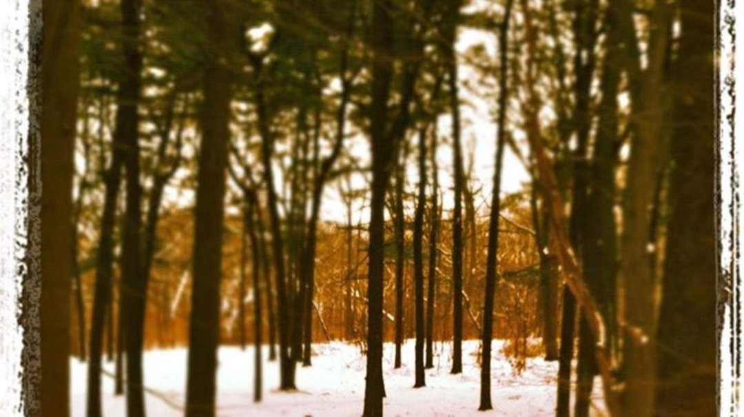 Alice Maple-Hammer's album, Cover Photos
