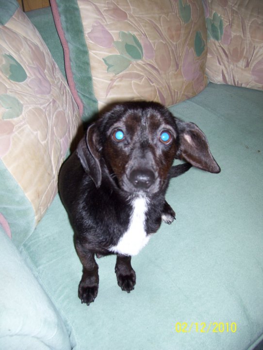 John Sutterfield's album, Princess the dog