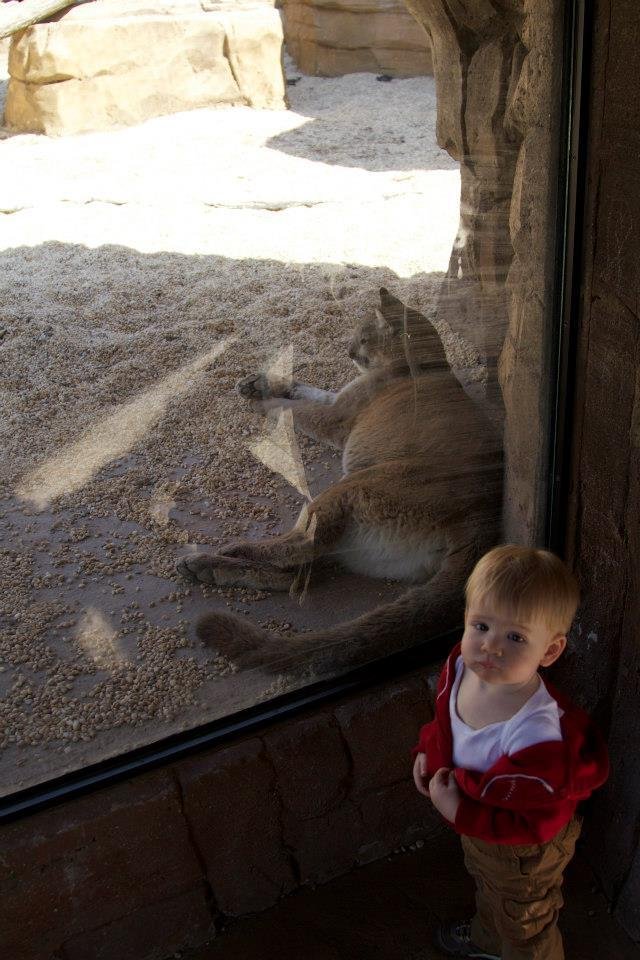 Ryan McDonald's album, Daddy and Caleb at the Zoo