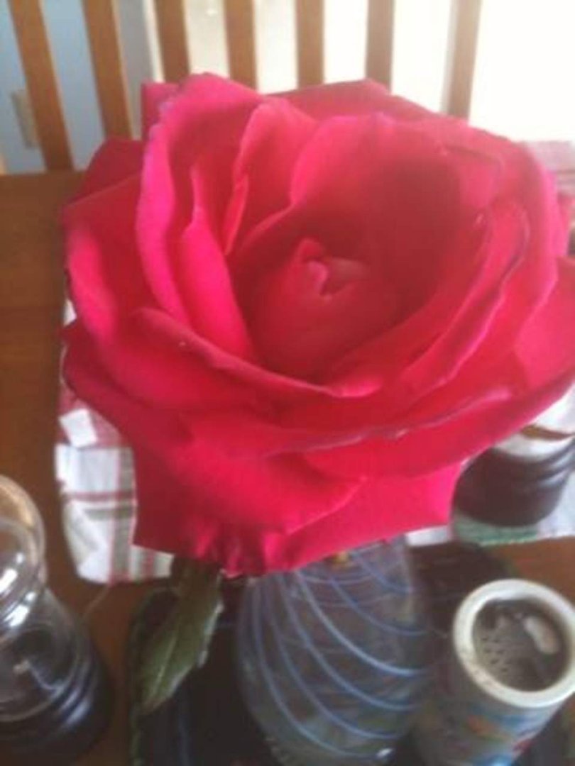 Lorna Jensen's album, iOS Photos
