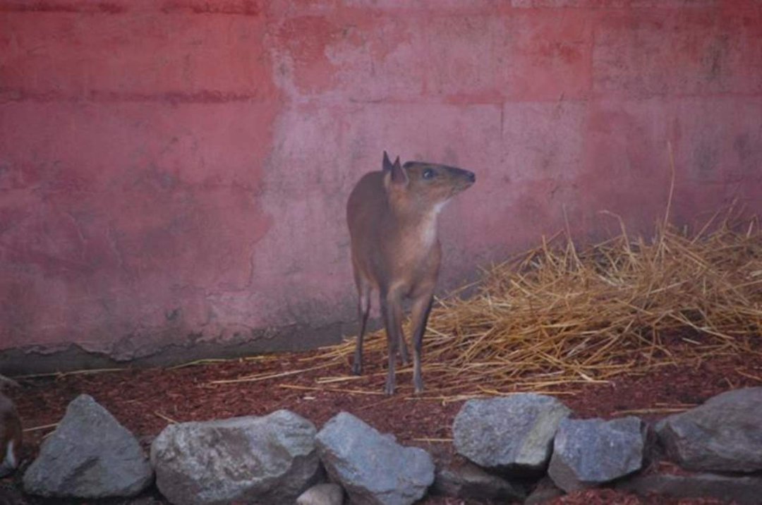 Chris Dix's album, Capron Park Zoo