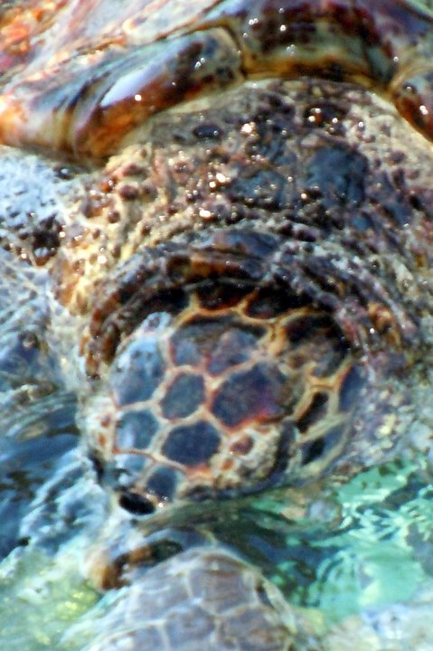 Sonia Lee's album, Sea World San Diego