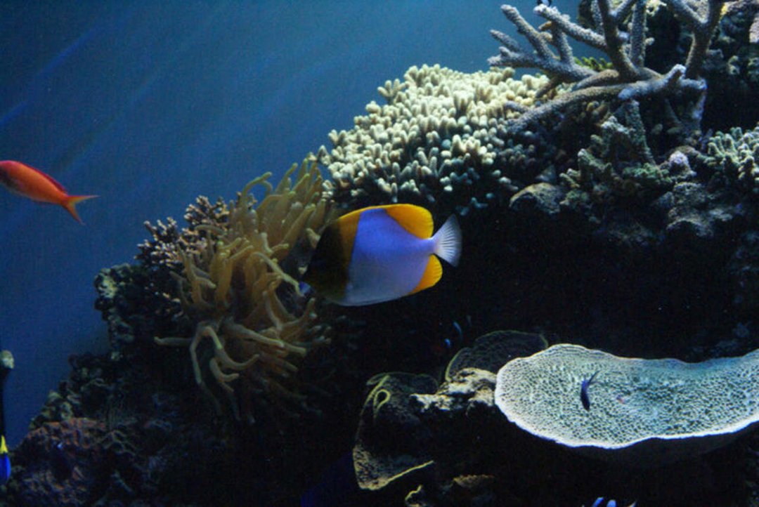 Mike Morris' album, Monterey Bay Aquarium