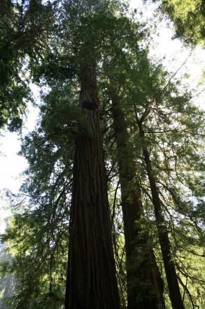 Terry Duff's album, trees