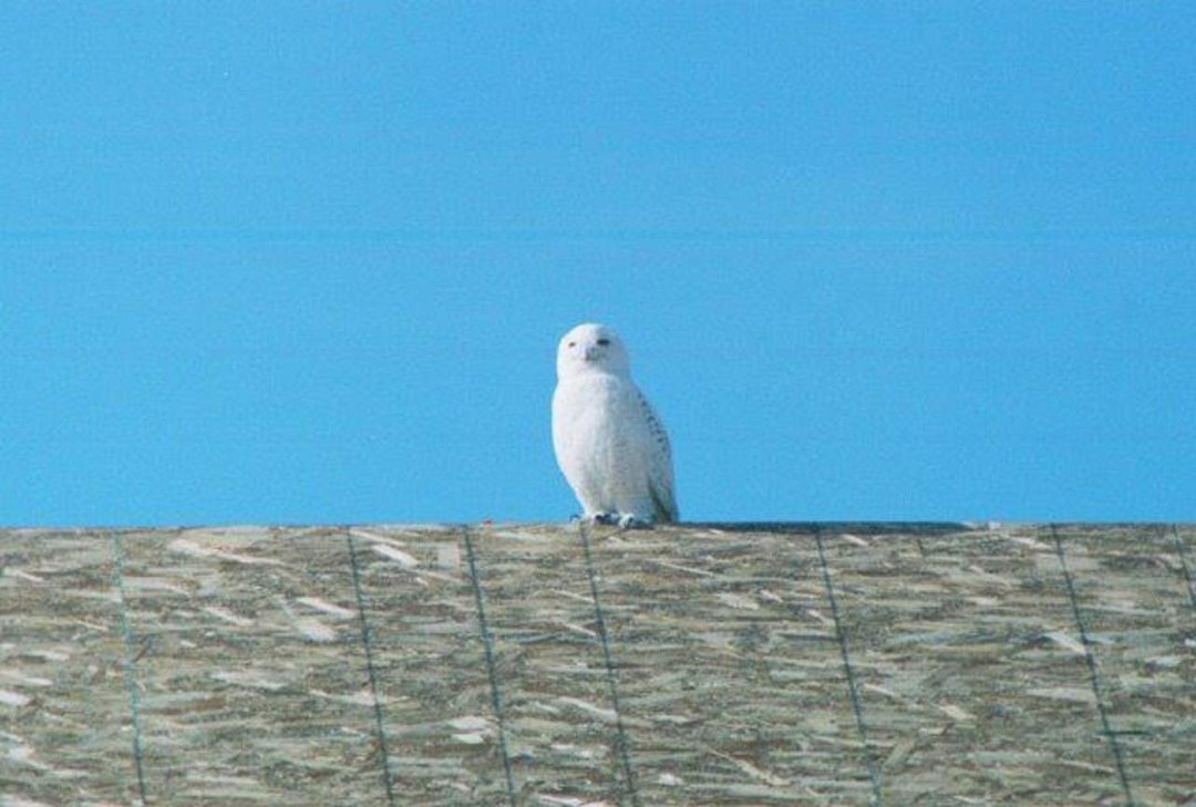 David Ullrich's album, Colorado Wildlife