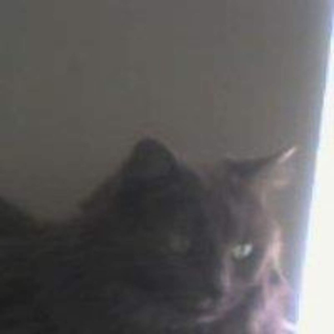 Tina Digesse's album, Profile Pictures