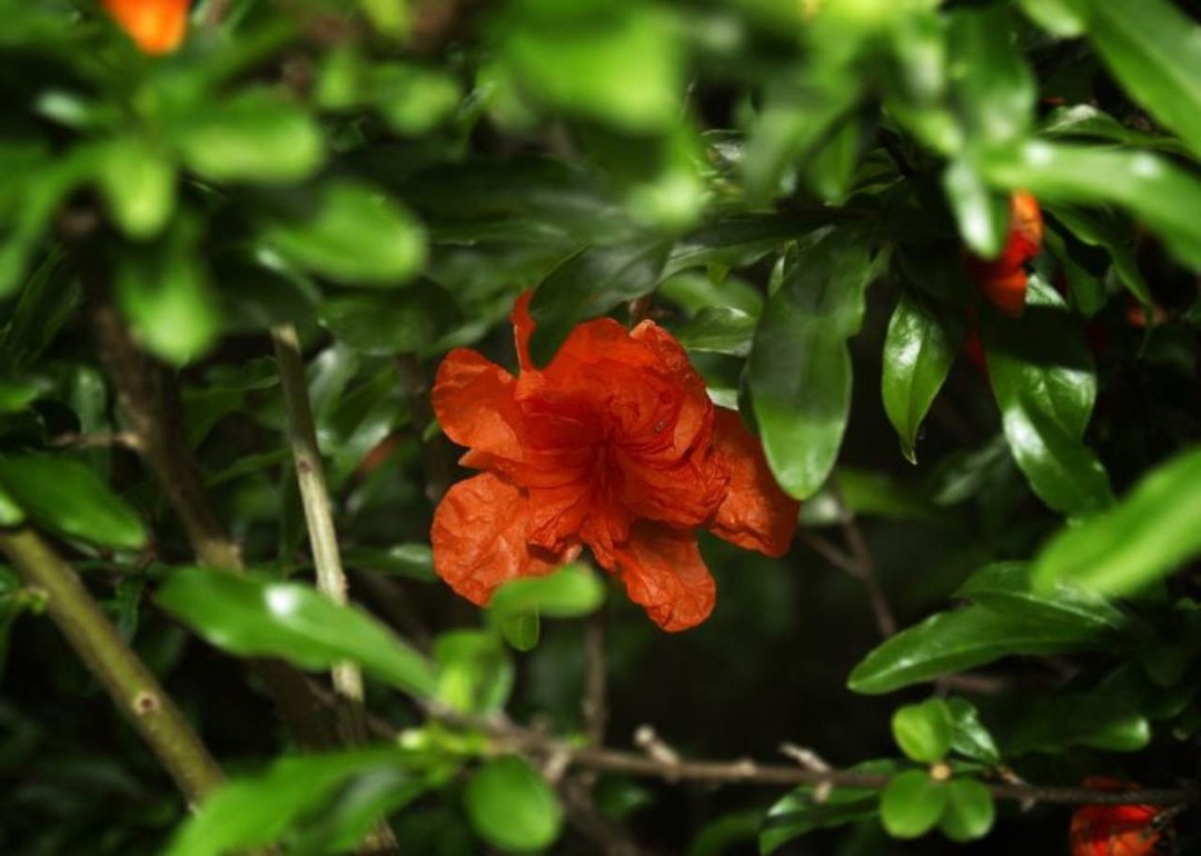 Robert Chapman's album, Spring Flowers
