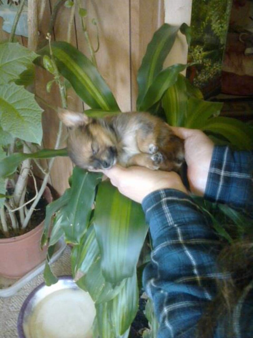 Jonathan Jackson's album, Chica's Second litter