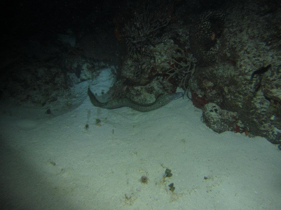 Monica Braley's album, Cozumel March 2012