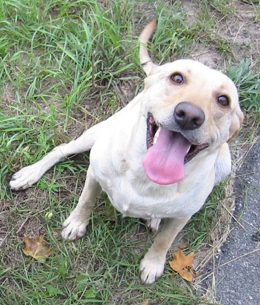 Tyler Nelson's album, Sweet Tobi Girl