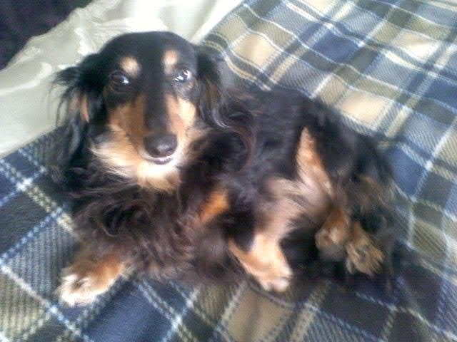 Patty Monjay's album, Mobile Uploads