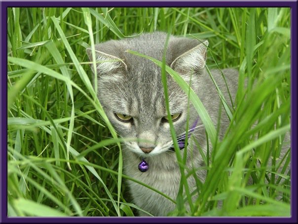 Marilyn Walker's album, My Pets