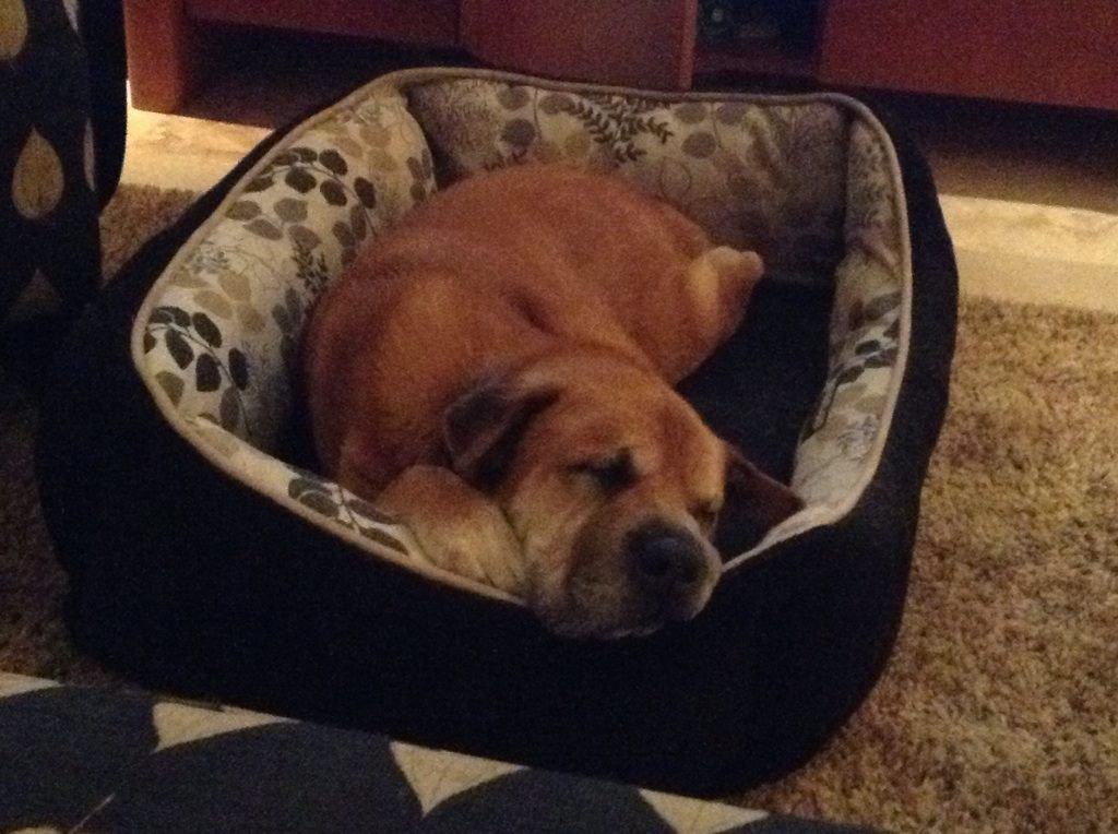 Chuck Brummer's album, iOS Photos