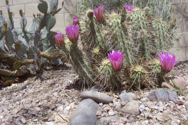 Greg Morris' album, Desert Fauna