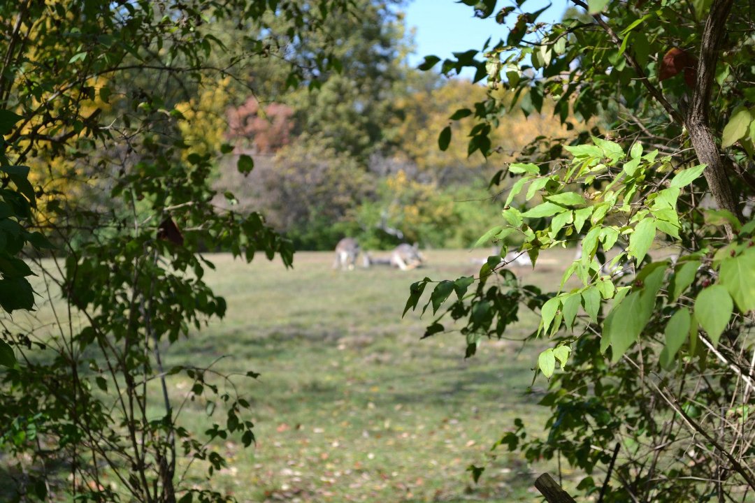 Chris Ames' album, Boys day at Zoo 2012