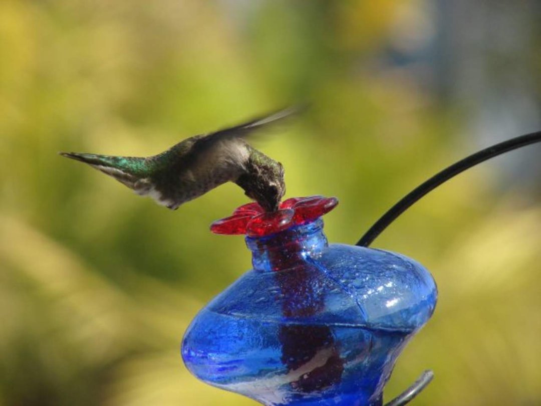 Mark Williams' album, 2010 Hummingbird Calendar