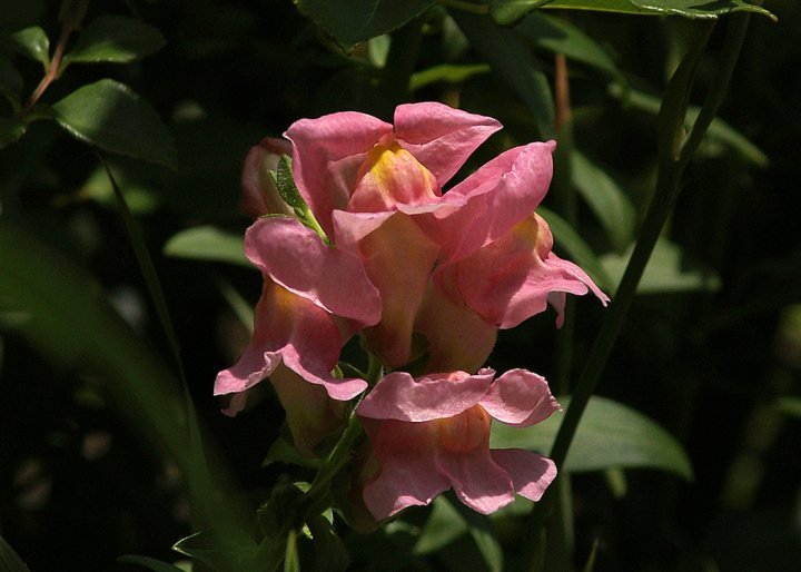 Robert Chapman's album, Spring Flowers