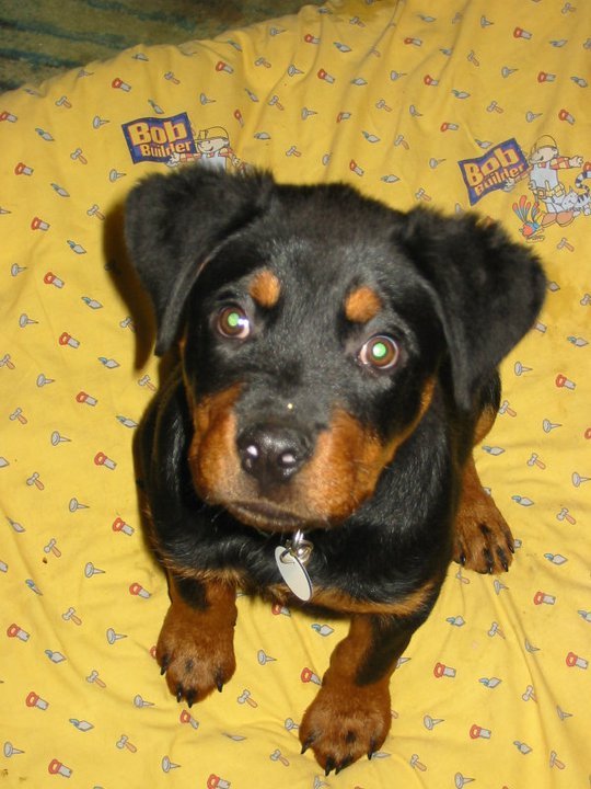 Barbara Maylor's album, Boo - Our Rescue Dog!