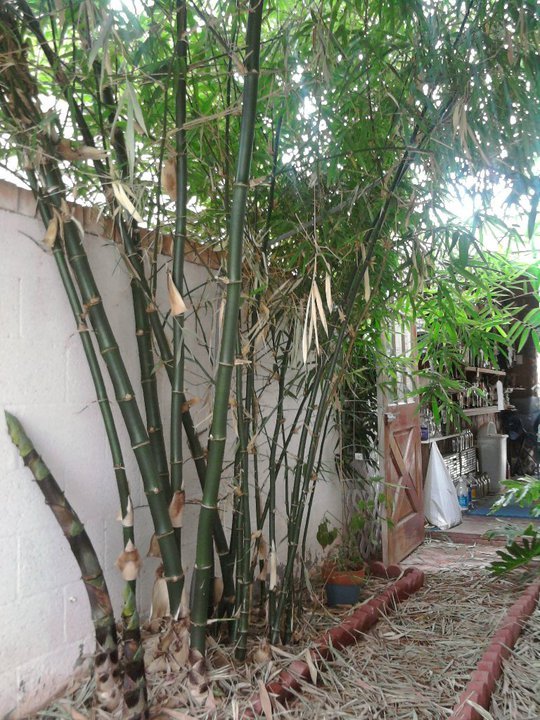 Bob Raymond's album, Bamboo