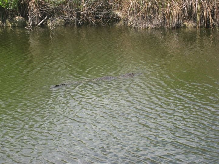 Julia Gallagher's album, Florida Everglades 2012