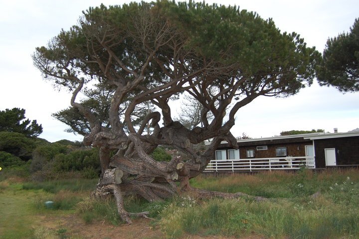 Ted Roter's album, los osos