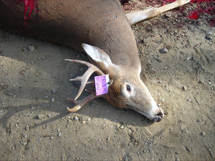 Dave Roughley's album, Animals Shot And/Or Photoed During 2010 Deer Season