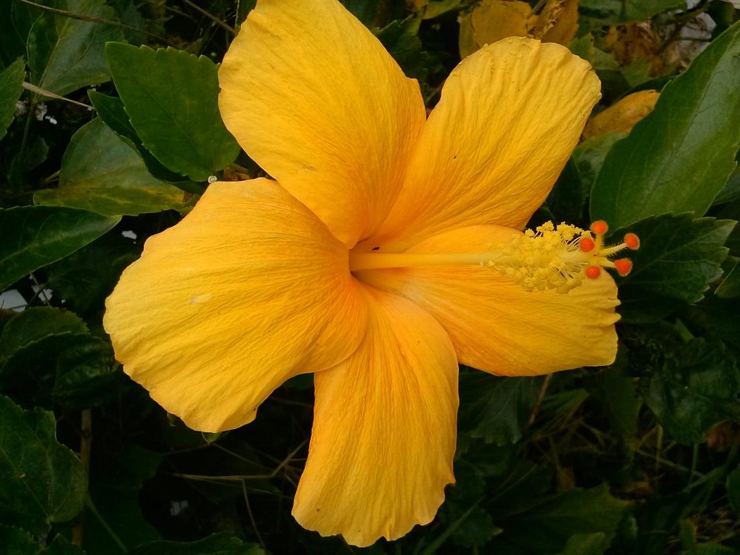 Michael Williamson's album, Mobile Uploads