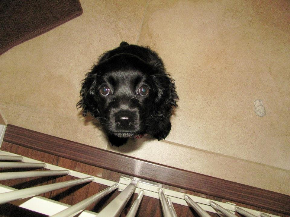 Dwight Bowen's album, Our new addition: Maggie