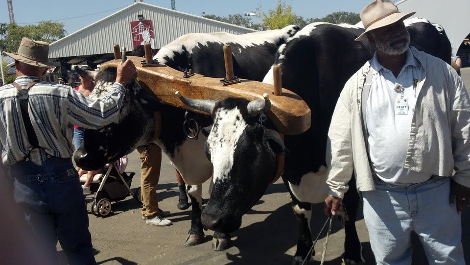eric rosen's album, A Day at the Fair!