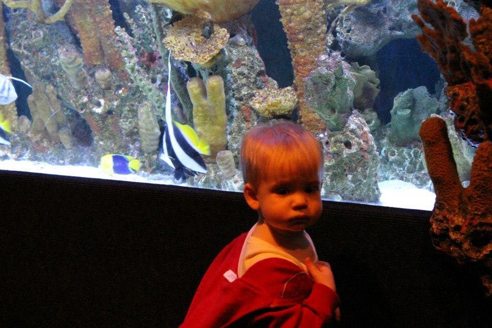 Ryan McDonald's album, Daddy and Caleb at the Zoo