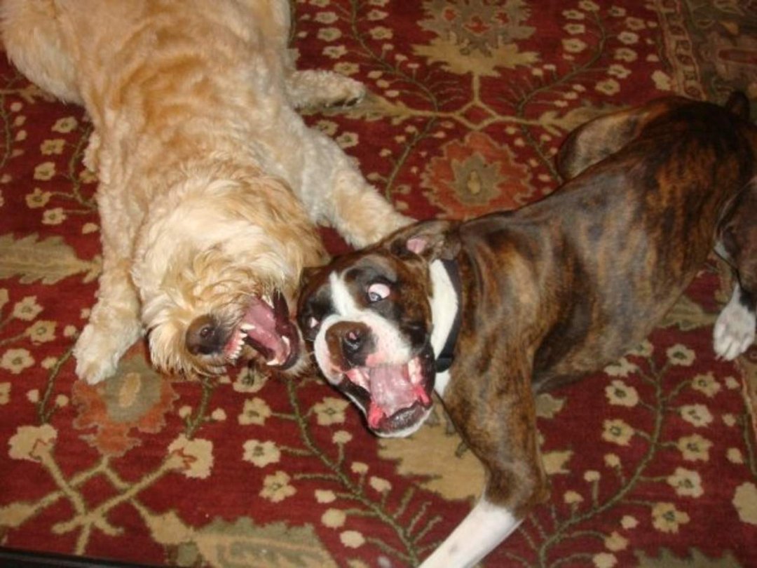 Ellen Ferrell's album, Puppy Play Date
