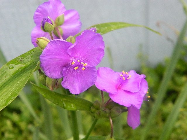 Timothy Philbee's album, vacation flora