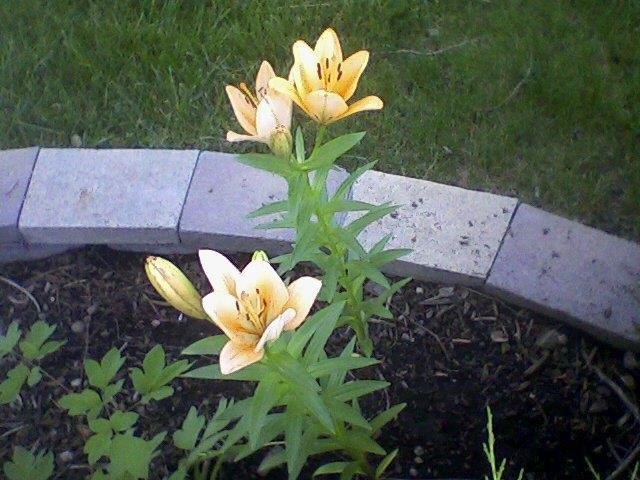 Kyle Applebee's album, Mobile Uploads