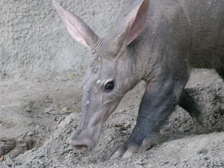 Anthony Carmichael's album, Detroit Zoo