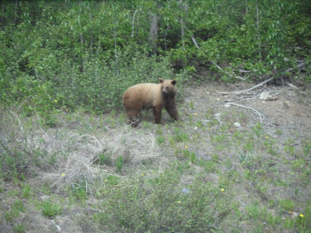 Jane Bedard's album, Alaska