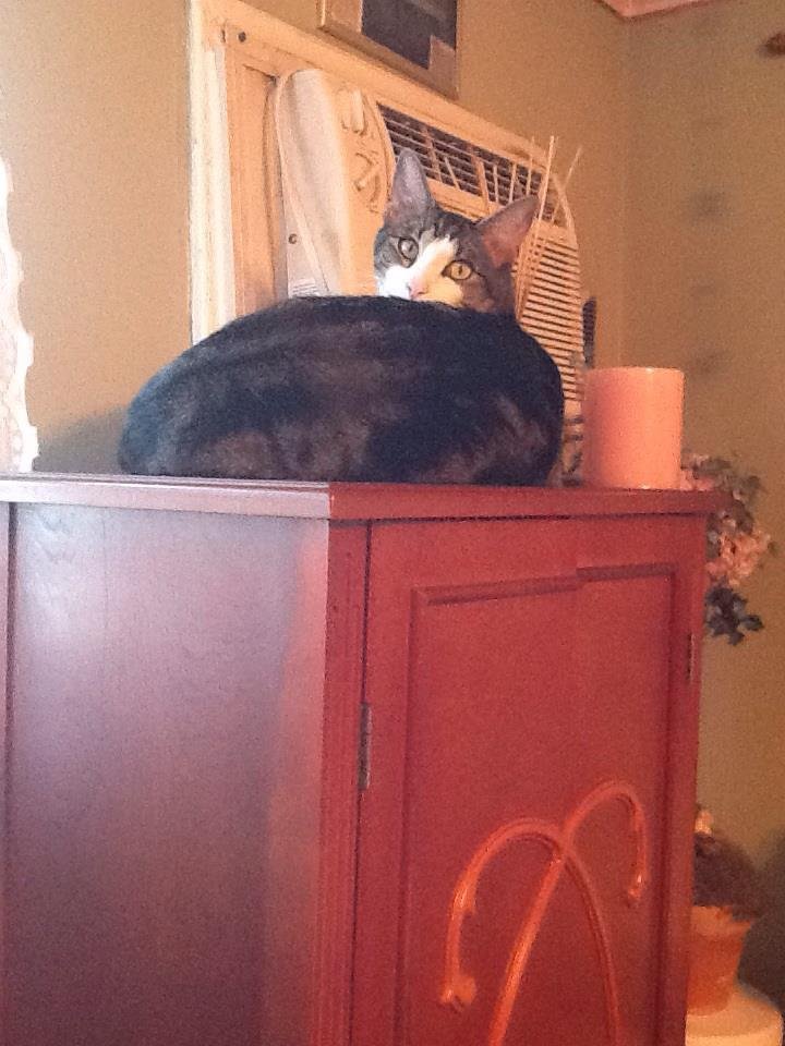 Carol Bechter's album, iOS Photos