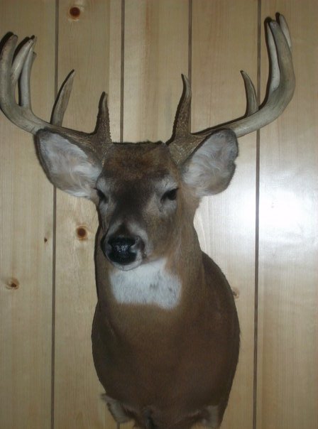 Daniel Garza's album, buck!