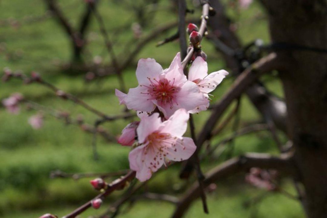 Patrick McGee's album, Blossom Trail