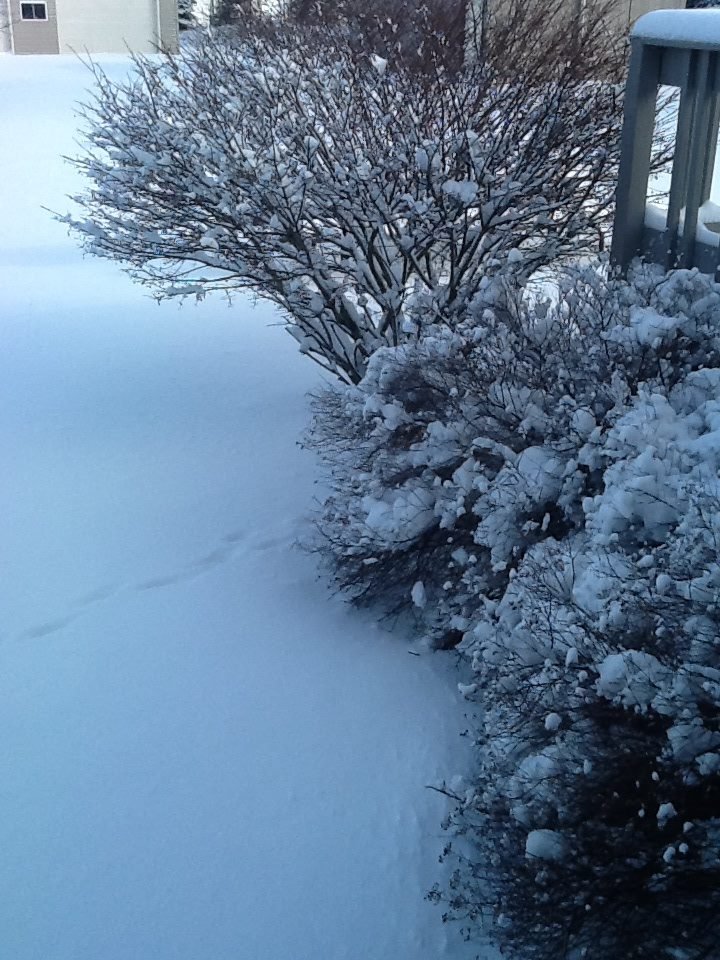 Lynn Eichenberg's album, Cover Photos