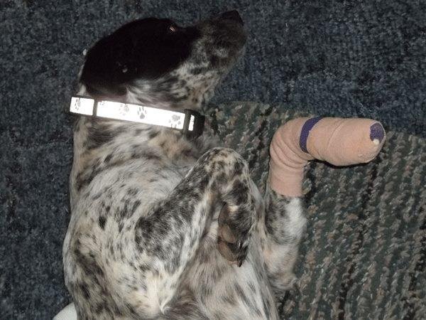 Cecil Bearden's album, cowboy the wonder dog