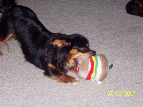 Terry Murray's album, Roxy