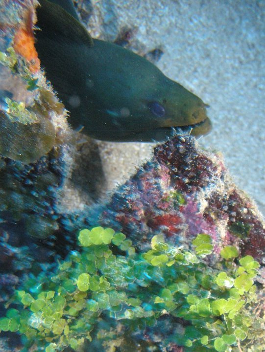 Garry Cardwell's album, Roatan Honduras 6-2010