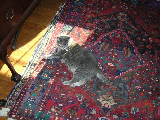Michael Segle's album, Blizzard Cats