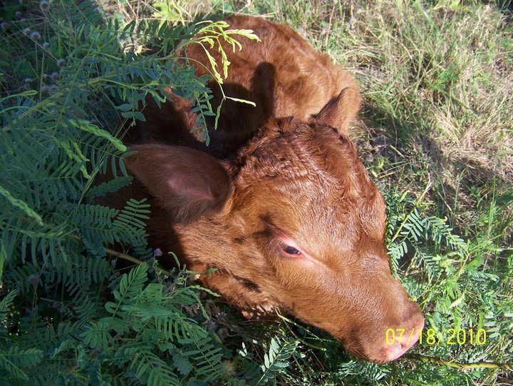 Julie Hicks' album, Latest Addition to the Hick's herd