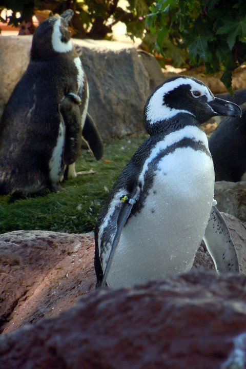 Sonia Lee's album, Sea World San Diego