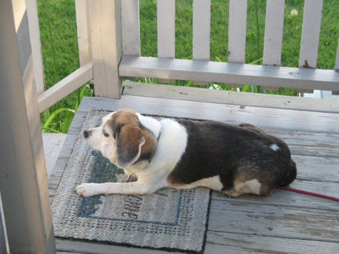 Nancy Parkis' album, My Dogs!