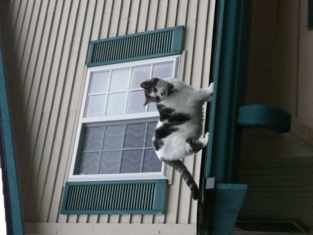 Dan Sivertsen's album, Z Cats